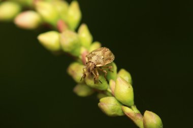 yeşil yaprak üzerinde çekirke 