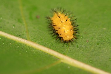 Patates böceği larvası 