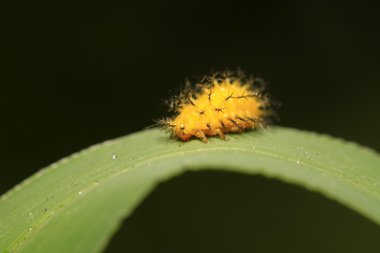 Patates böceği larvası 