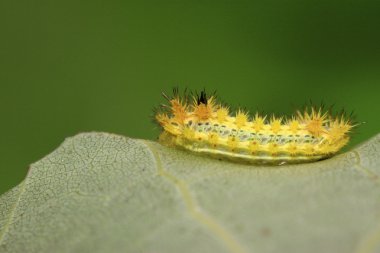 Thorn güve larva 