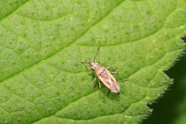 stinkbug on green leaf  