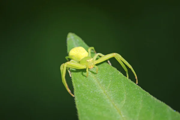 Crab spider — Stock Photo, Image