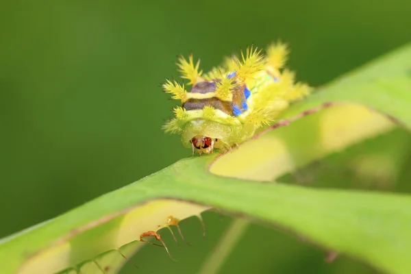 Thorn moth larvae — Stock Photo, Image