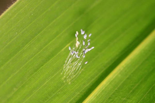 Stringendo le uova delle mosche — Foto Stock