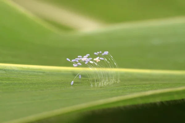 Lacewing flies eggs — Stock Photo, Image