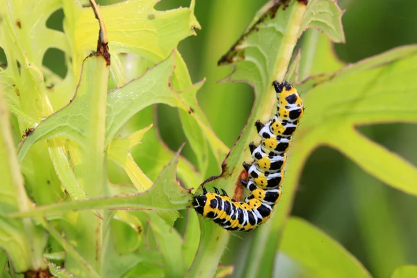 Sla winter nachtvlinder op groen blad — Stockfoto