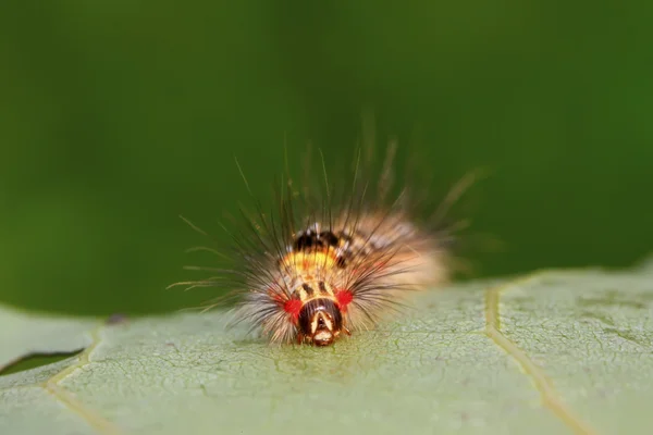 Clostera anachoreta — Stok fotoğraf