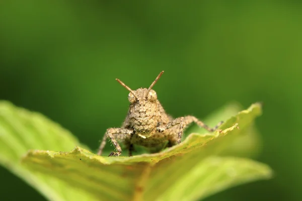 Locust — Stock Photo, Image