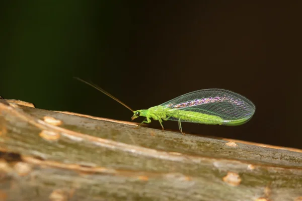 lacewing yeşil yaprak üzerinde uçar 