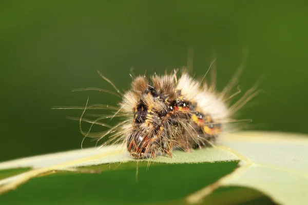 Kelebek böcek larvaları — Stok fotoğraf