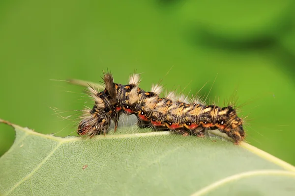 Larves d'insectes papillons — Photo