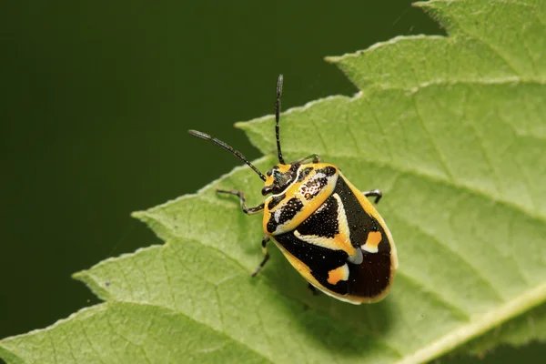 yeşil yaprak üzerinde çekirke