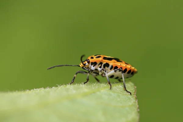 Stinkbug σε πράσινο φύλλο — Φωτογραφία Αρχείου