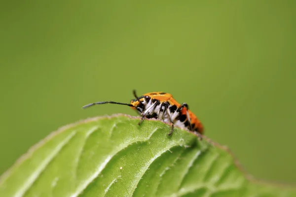 Stinkbug na zelený list — Stock fotografie