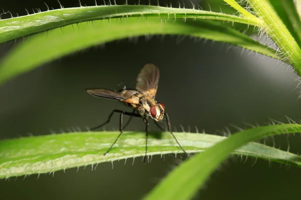 Closeup of flesh fly — Stock Photo, Image