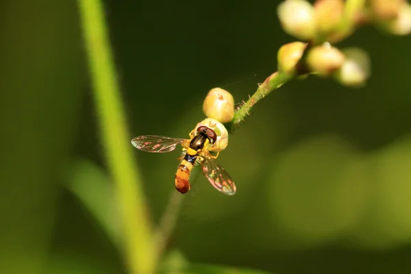 Syrphidae böcekler — Stok fotoğraf