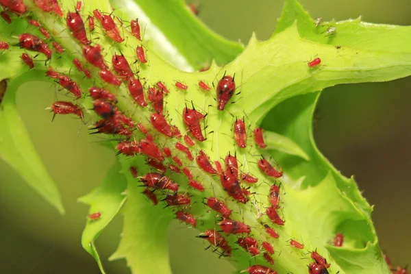 Bladluis op groene plant — Stockfoto