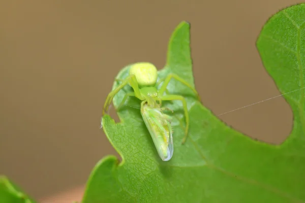 Blättertrichter — Stockfoto