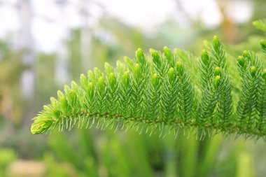 Araucaria sapı