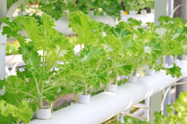 Bodenloser Anbau von grünem Gemüse — Stockfoto