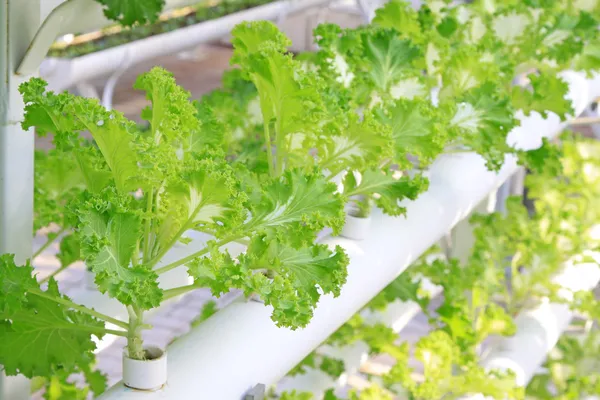 Cultivo sin suelo de verduras verdes —  Fotos de Stock