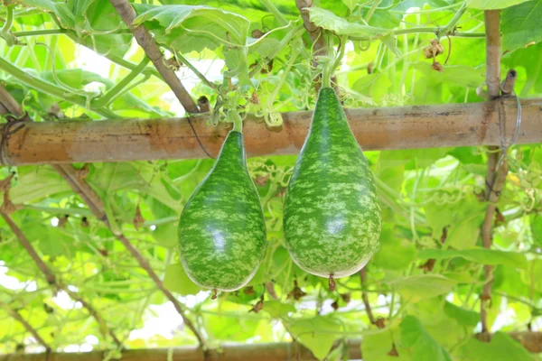 Crescere robusta zucca — Foto Stock