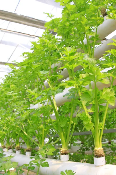 Cultivo sin suelo de verduras verdes —  Fotos de Stock