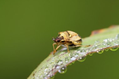 yeşil yaprak üzerinde çekirke 