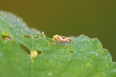 Leafhopper