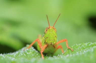 Çekirge üzerinde vahşi yaprak yeşil