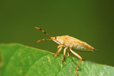 yeşil yaprak üzerinde çekirke