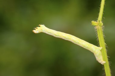 geometrid üzerinde vahşi yaprak yeşil