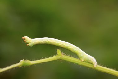 geometrid üzerinde vahşi yaprak yeşil