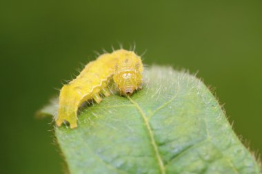 Lepidoptera böcekler
