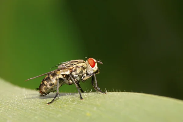 Gros plan de la mouche tachine — Photo