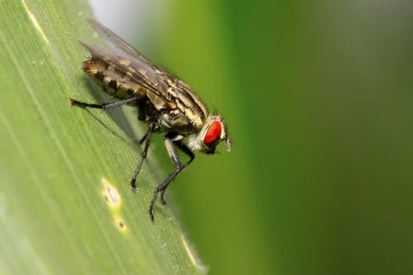 Close-up van tachina vlieg — Stockfoto