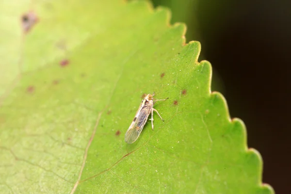Leafhopper — Stock fotografie
