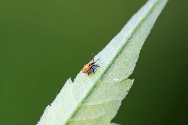 Larwy czarne stinkbug na zielony liść — Zdjęcie stockowe