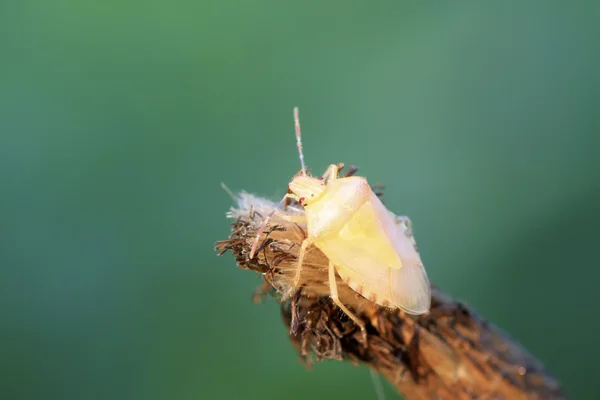 Stinkbug larvae on green leaf — Stock Photo, Image