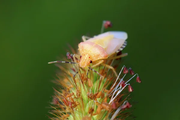 Stinkbug larvae on green leaf — Stock Photo, Image