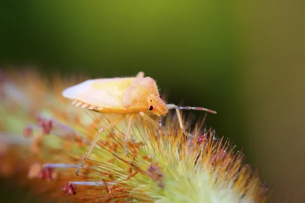椿象幼虫对绿色的叶子 — 图库照片