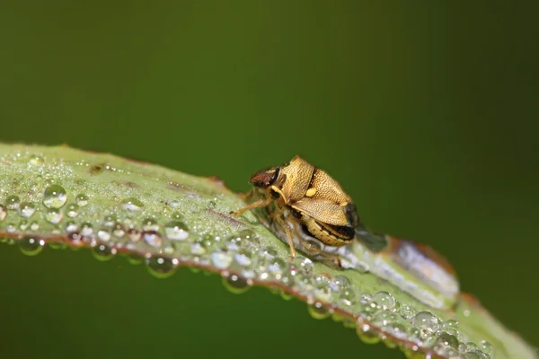 Puzzolente su foglia verde — Foto Stock