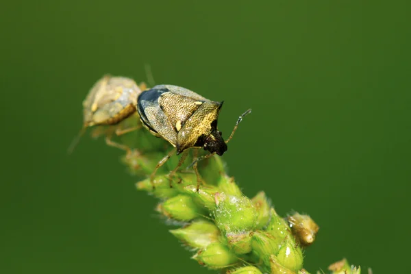Stinkbug mating on green leaf — Stock Photo, Image
