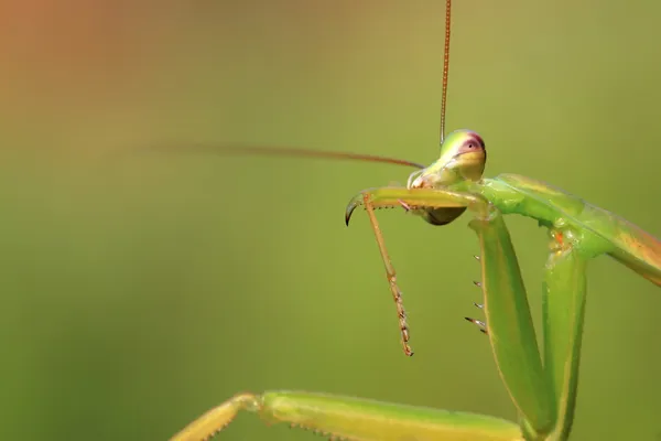 Ténodera mantis — Photo