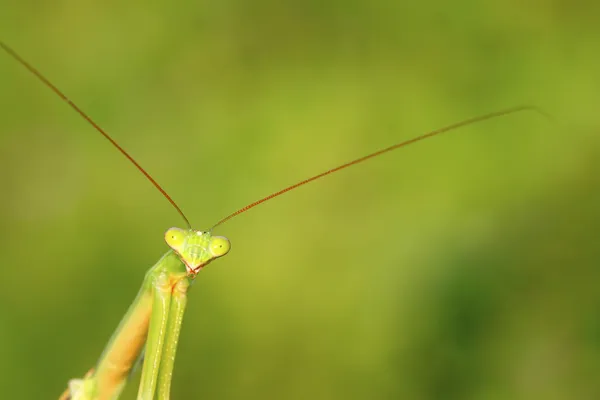 Tenodera богомола — стоковое фото