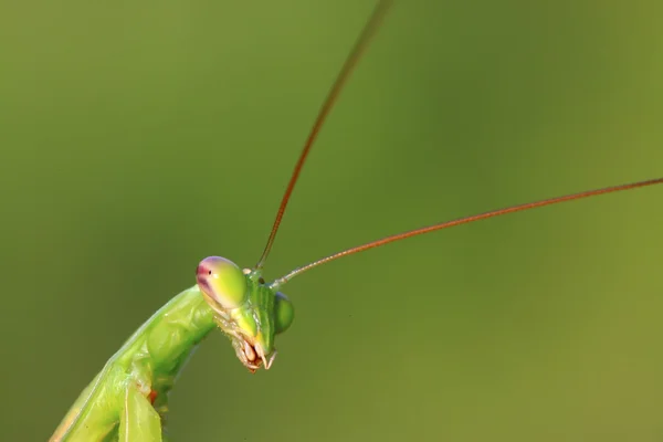 Modliszka Tenodera — Zdjęcie stockowe