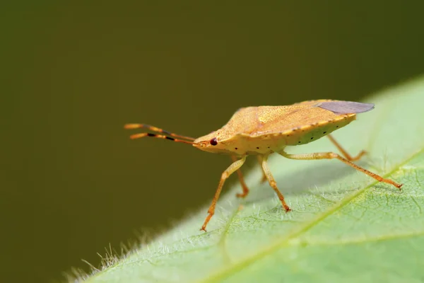 Stinkbug on green leaf — Stock Photo, Image