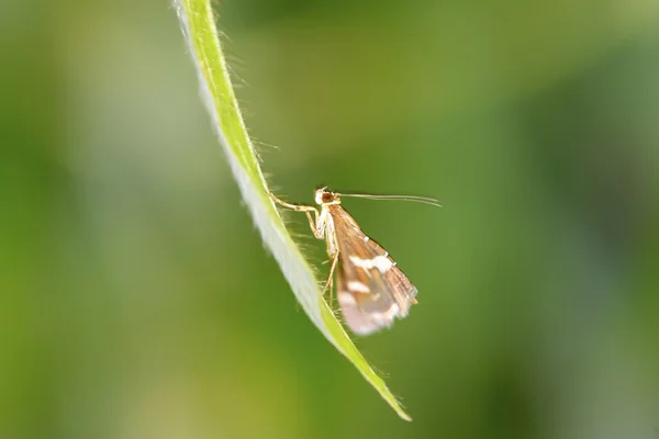 Motýl na louce — Stock fotografie