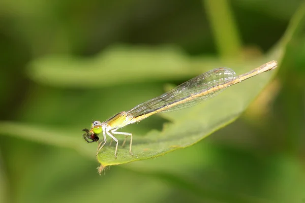 Dragonfly — Stock Photo, Image