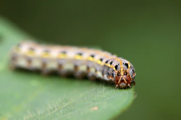 Lepidoptera-Insekten — Stockfoto